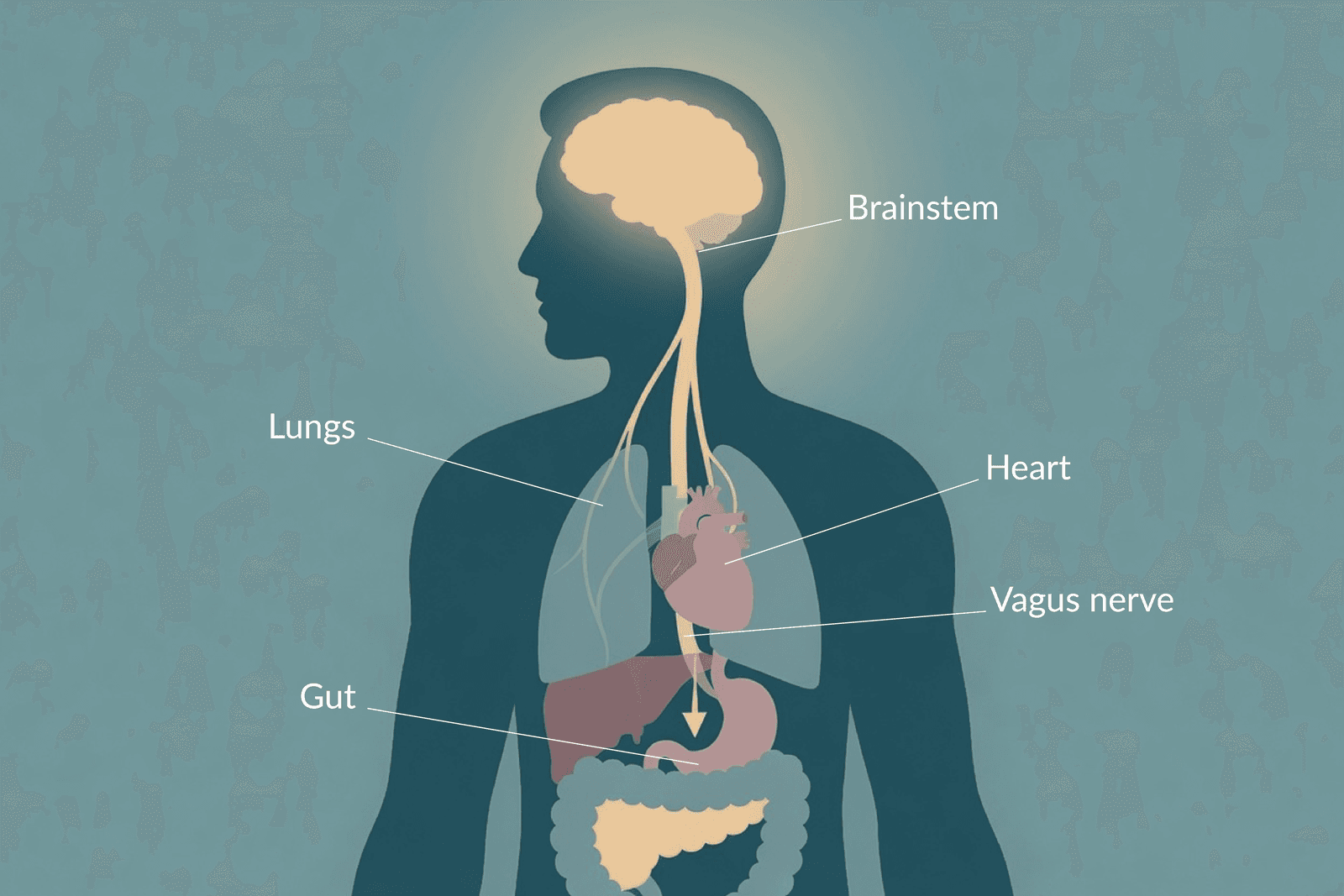 Illustration of the vagus nerve running from the brainstem down to the heart, lungs, and gut, with each labeled.